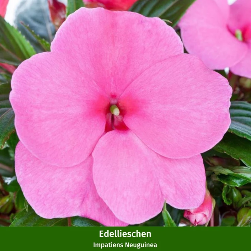 Balkonblumen "Schattenliebhaber"