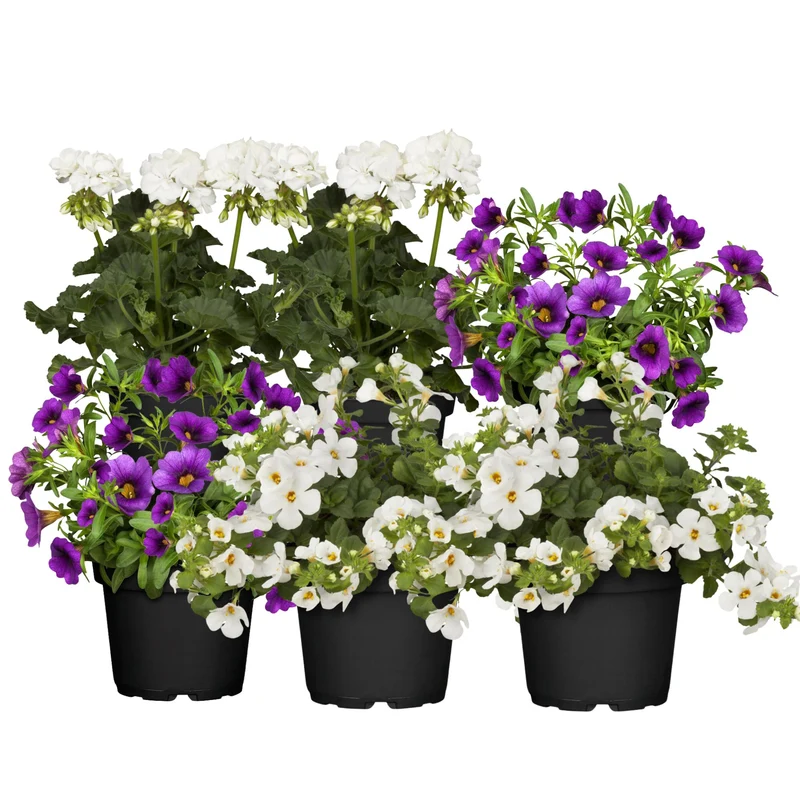 Balkonblumen "Blau-Weiße Sommerkühle"
