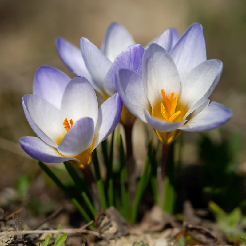 Krokus 'Blue Pearl' (x10)