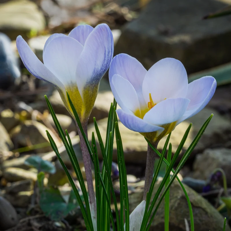Krokus 'Blue Pearl' (x10)