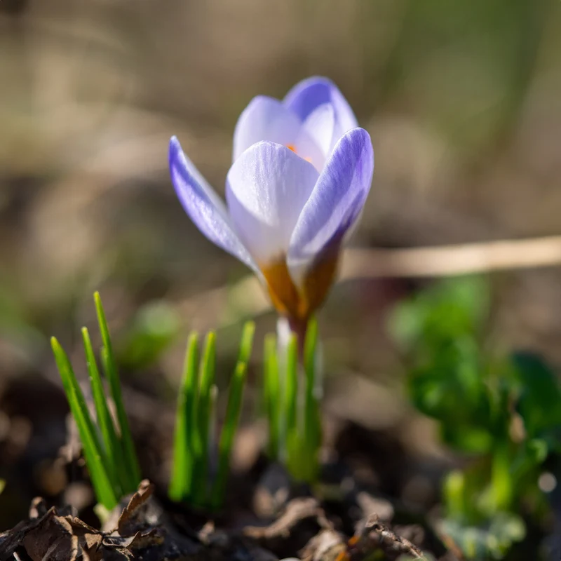 Krokus 'Blue Pearl' (x10)