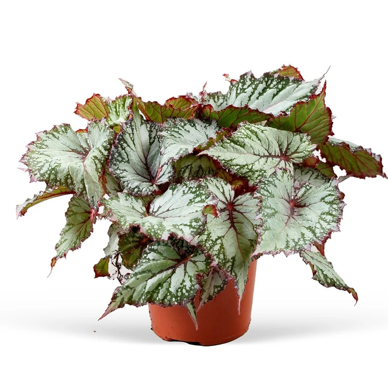 Blattbegonie 'Asian Tundra'