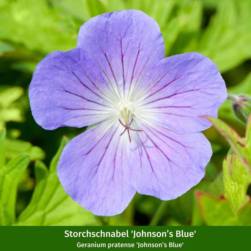Storchschnabel-Set "Pflegeleichte Allrounder"