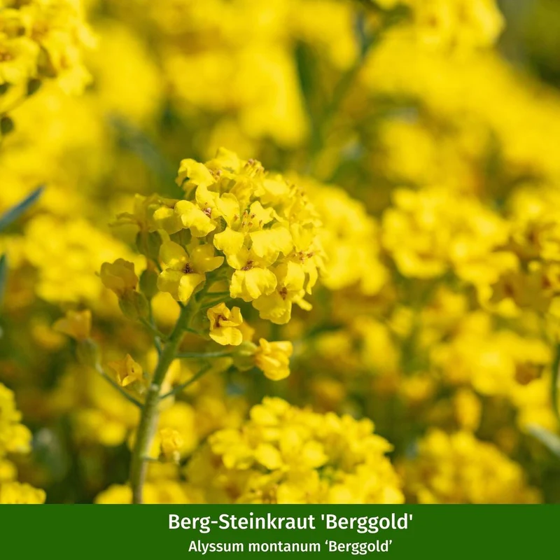 Polster-Staudenbeet "Buntes Farbenmeer"