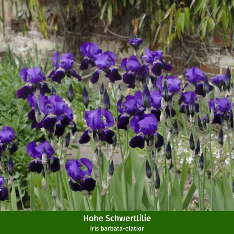 Polster-Staudenbeet "Buntes Farbenmeer"