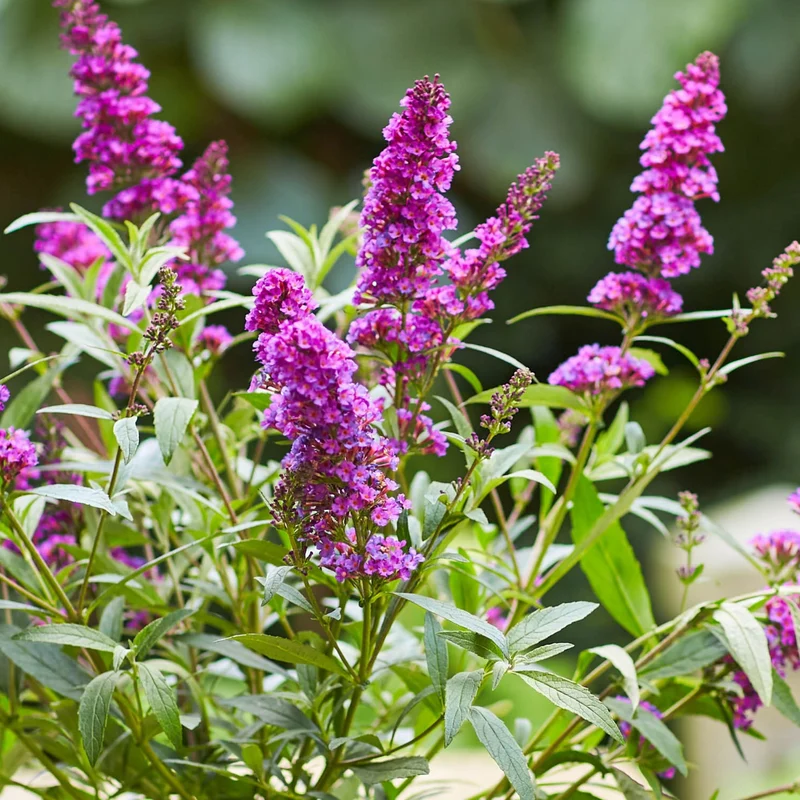 Sommerflieder 'Summer Kids® Romy'