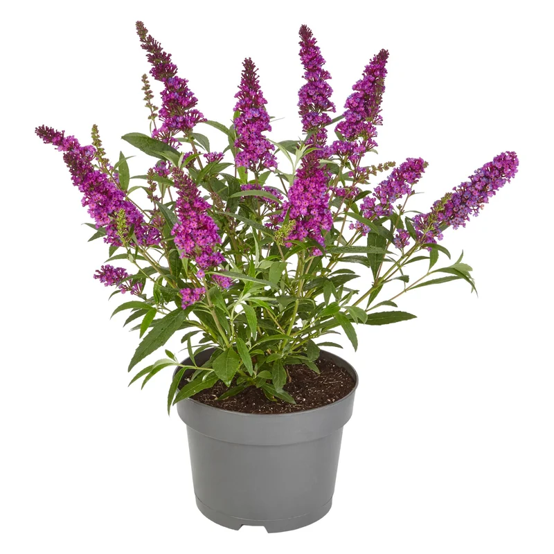 Sommerflieder 'Summer Kids® Romy'