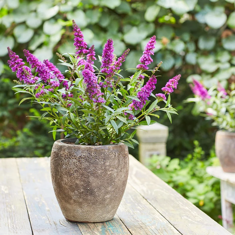 Sommerflieder 'Summer Kids® Romy'