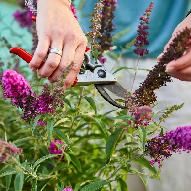 Sommerflieder 'Summer Kids® Romy'