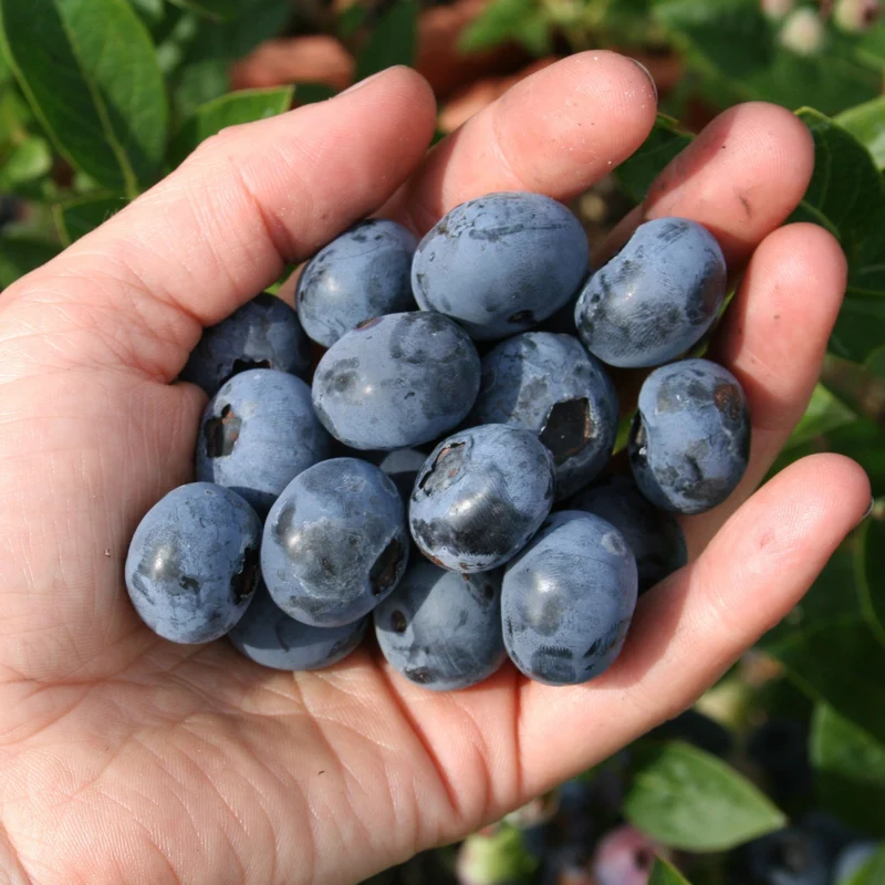 Bio Heidelbeere 'Blueroma®'