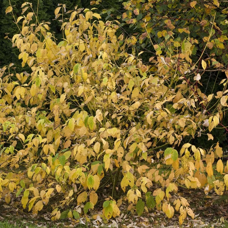 Gelbholz Hartriegel 'Flaviramea'