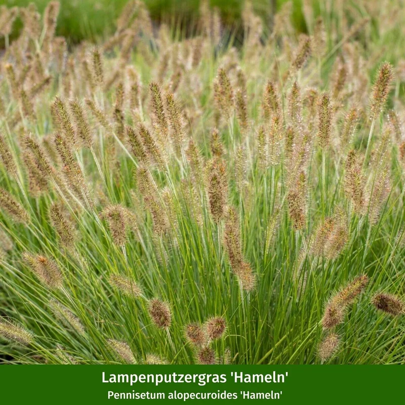 Gräser-Set "Heideköniginnen", 7 Pflanzen