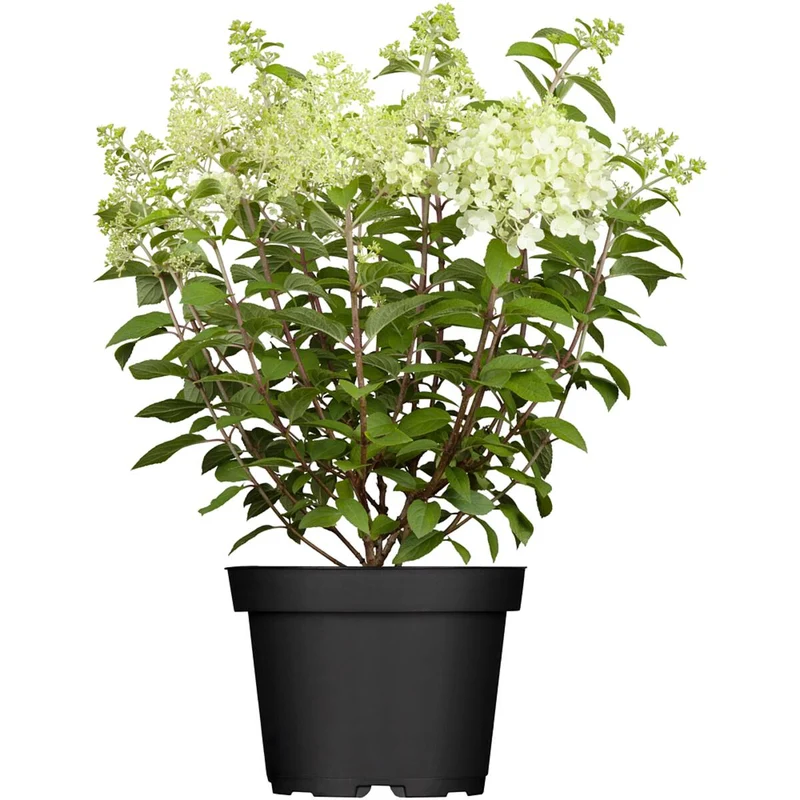 Rispenhortensie & Rutenhirse im Set, 2 Pflanzen