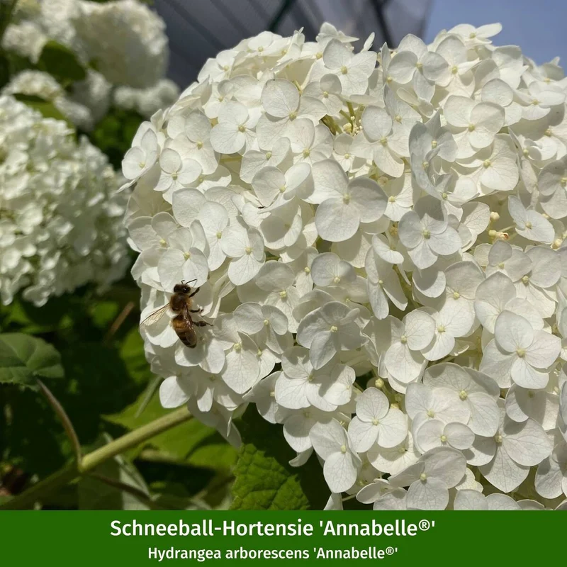 Schneeballhortensie & Chinaschilf, 4 Pflanzen