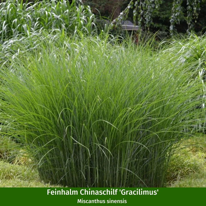 Schneeballhortensie & Chinaschilf, 4 Pflanzen