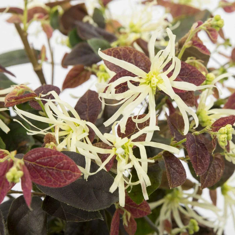 Riemenblüte 'Ruby Snow'