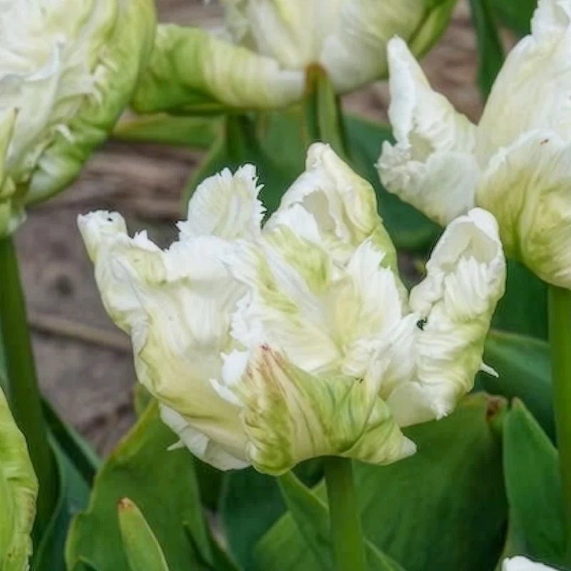 Papageien-Tulpen White Parrot (x7)