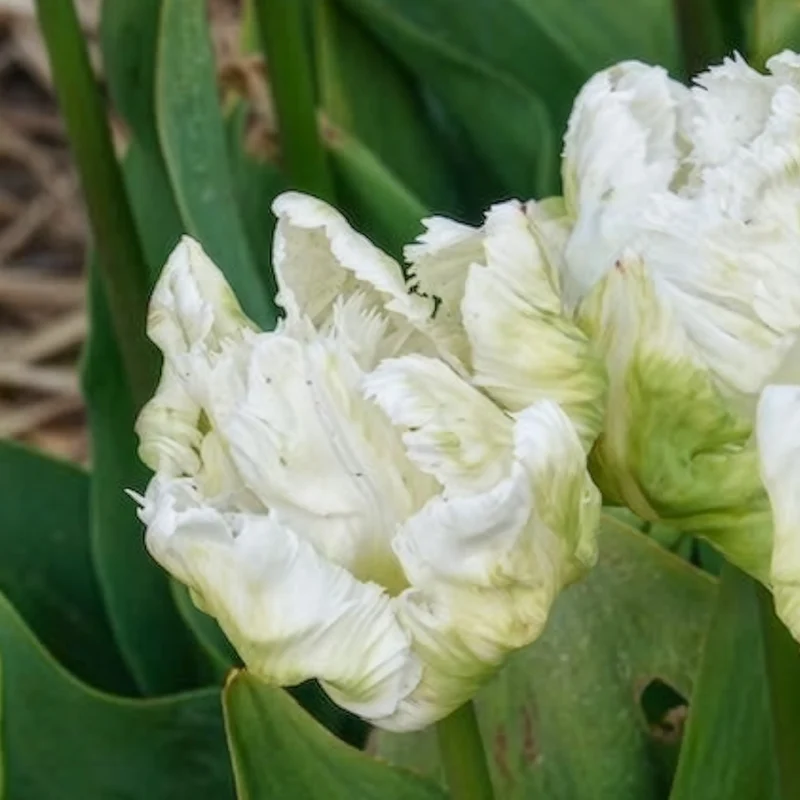 Papageien-Tulpen White Parrot (x7)