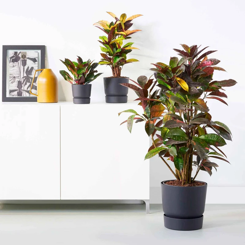Blumentopf Greenville Living schwarz