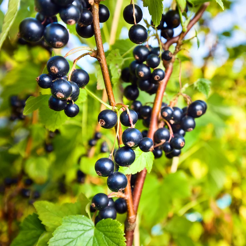 Schwarze Johannisbeere 'Ben Nevis'