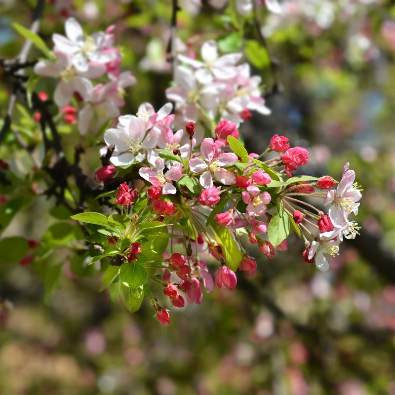 Japanischer Zierapfel