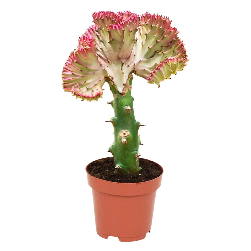 Korallen-Wolfsmilch 'Cristata'