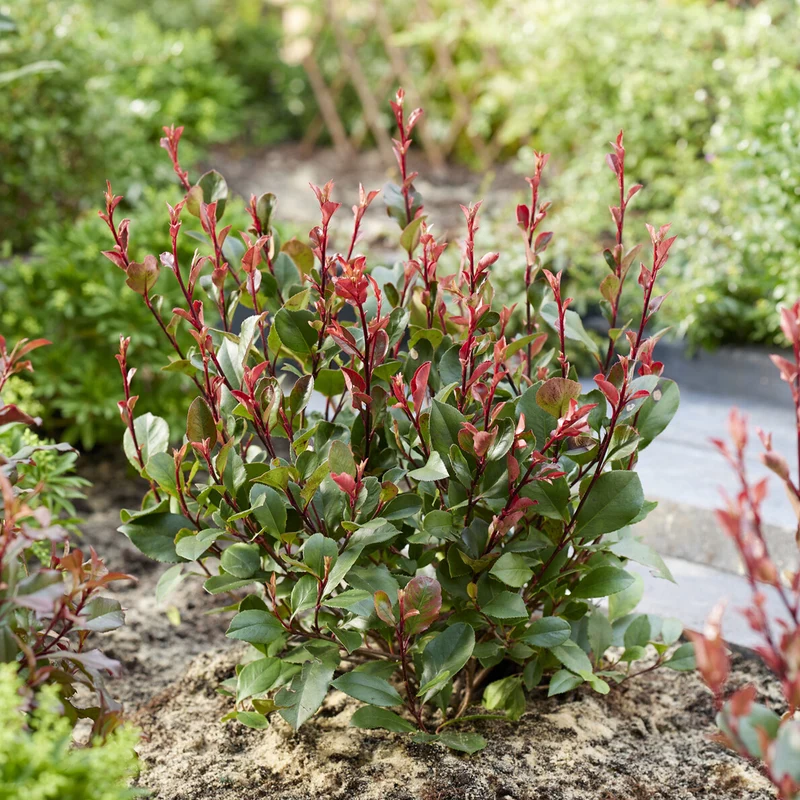 Glanzmispel 'Little Red Robin'