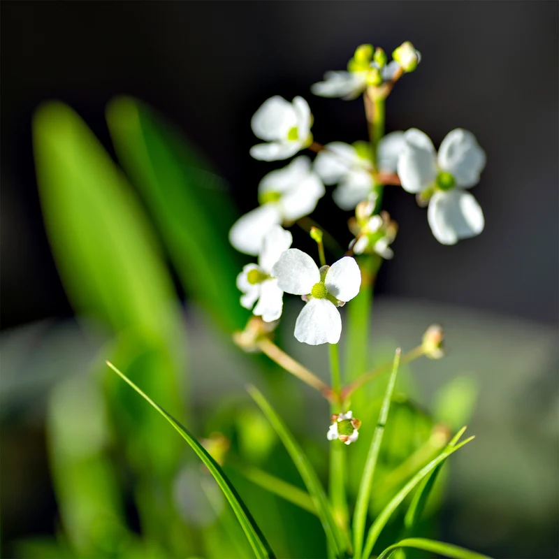 Grasartiges Pfeilkraut