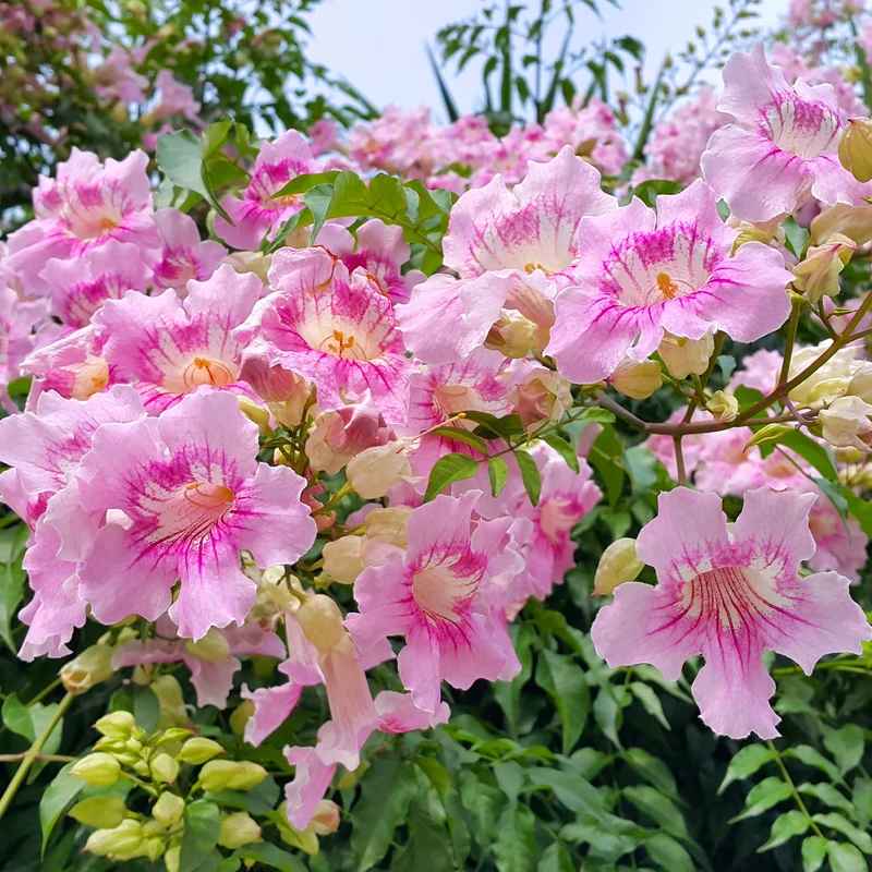 Rosa Klettertrompete ‘Comtesse Sarah’