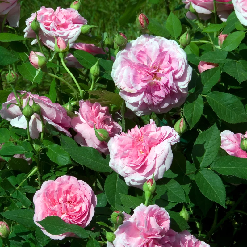 Englische Kletterrose 'Gertrude Jekyll'®