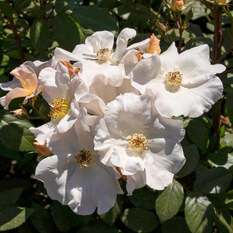 Rose Sally Holmes