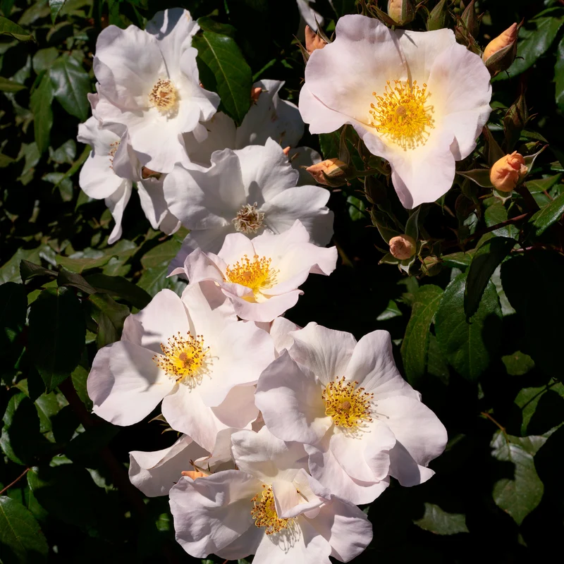 Rose Sally Holmes