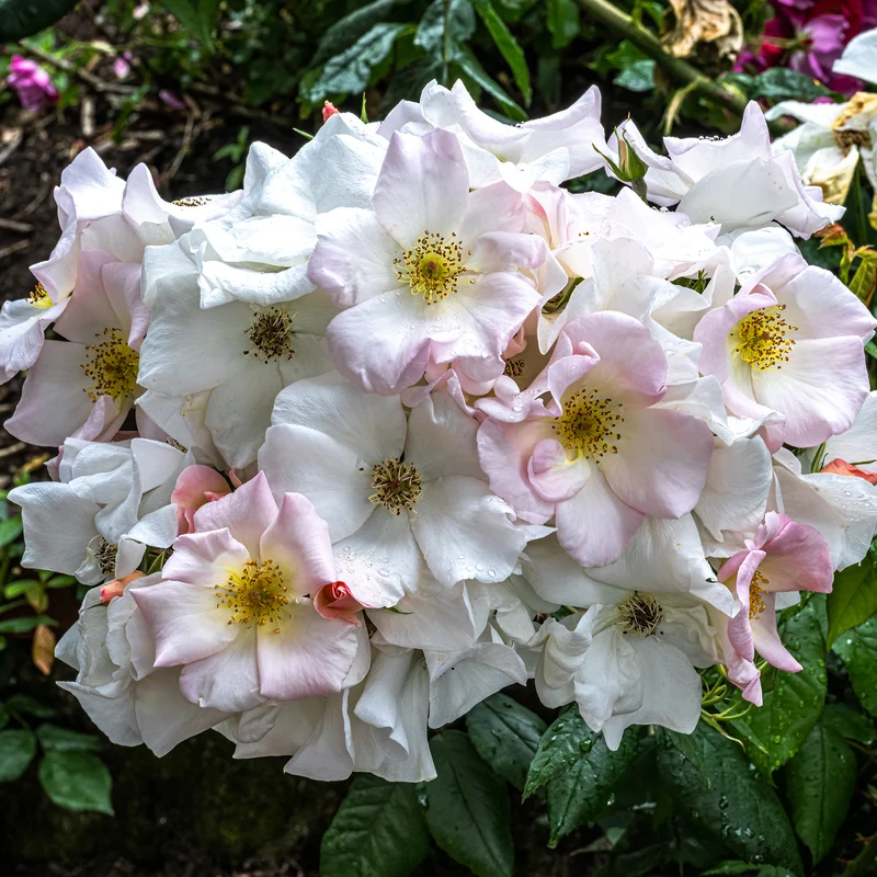 Rose Sally Holmes