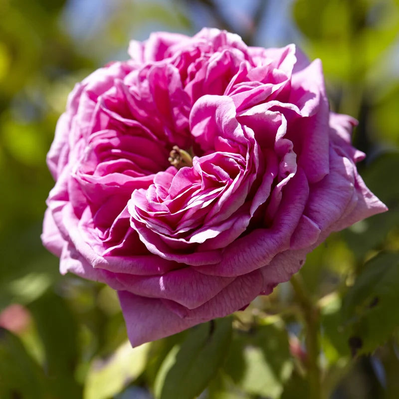 Bourbonrose 'Madame Isaac Pereire'