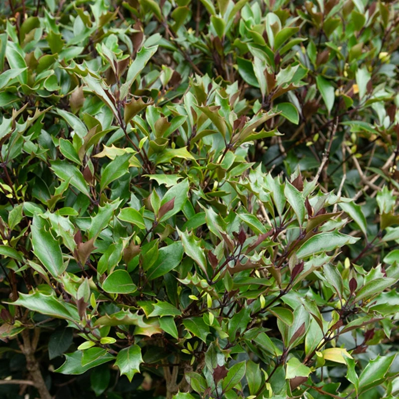 Osmanthus ‘Purpureus’