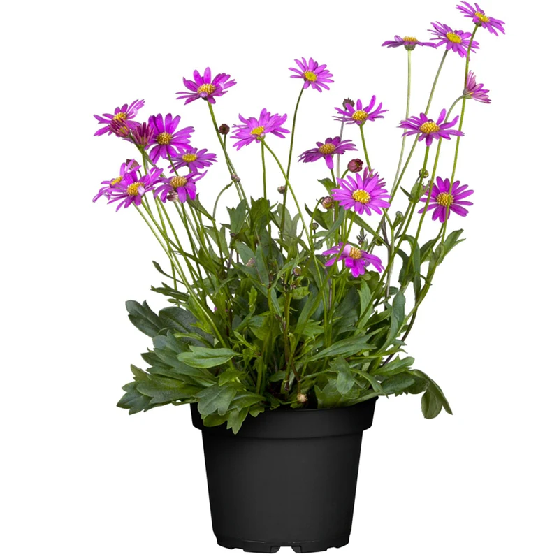 Balkonblumen "Farbenfrohe Gänseblümchen"