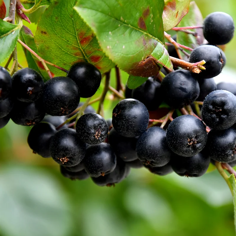 Apfelbeeren im Set
