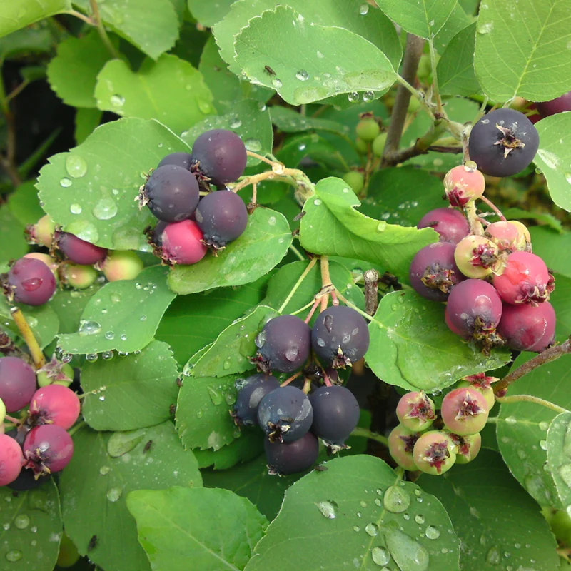 Erlenblättrige Felsenbirne 'Greatberry®'