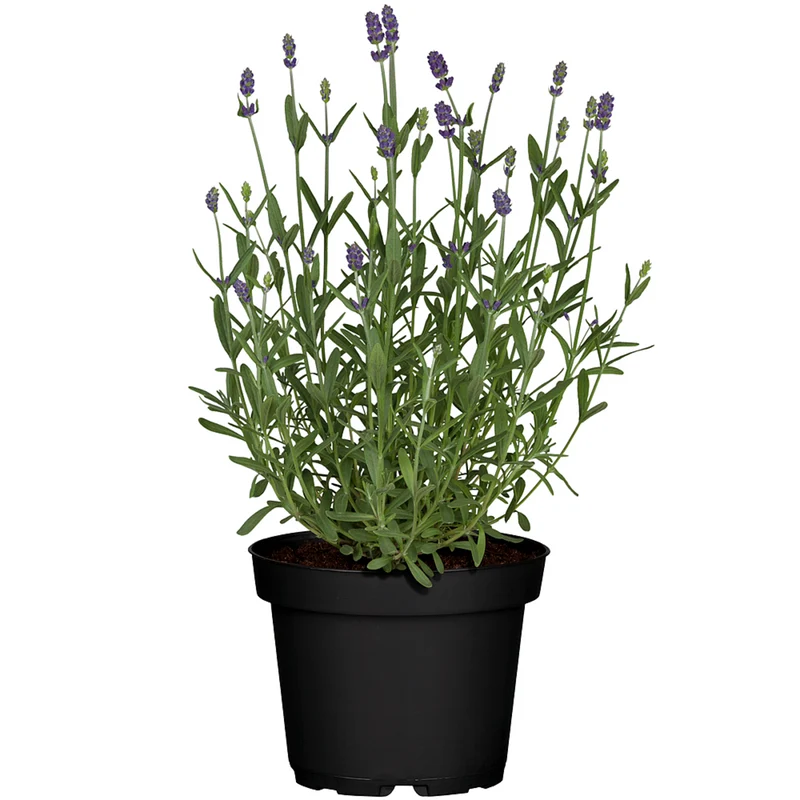 Lavendelhecke