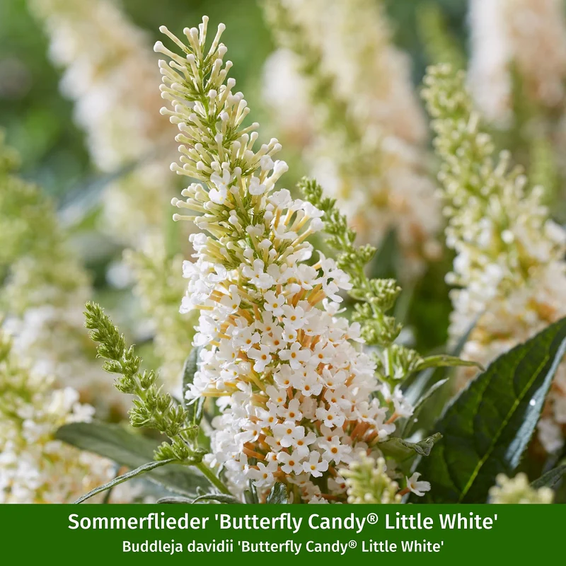 Sommerflieder®, 3 Pflanzen