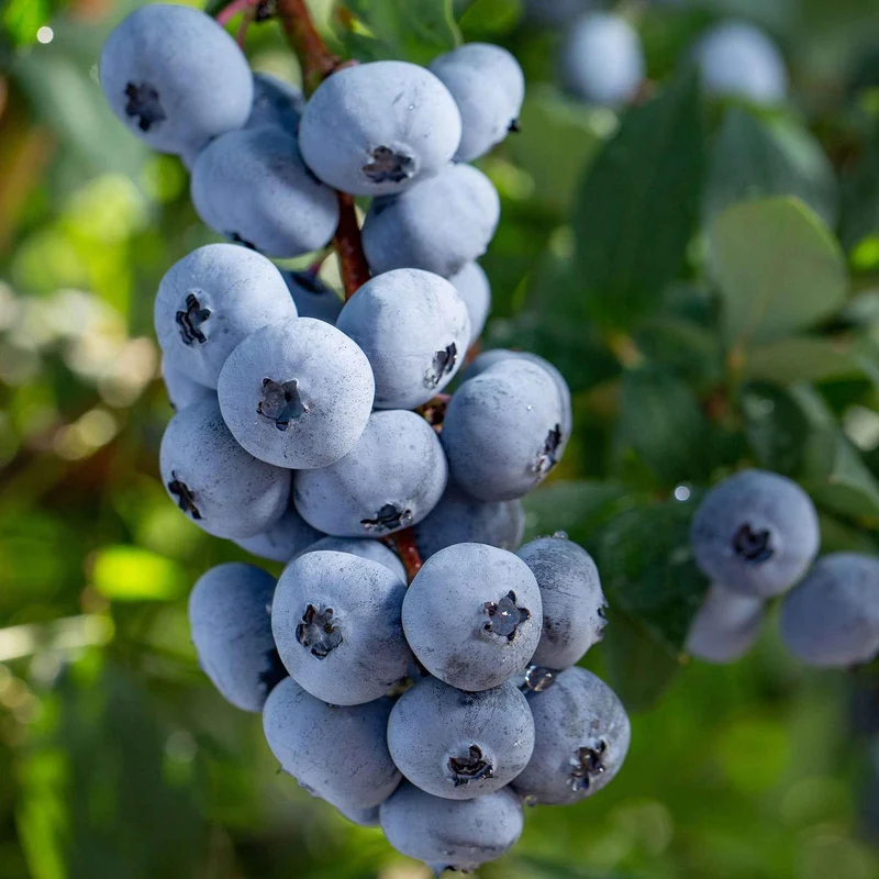 Blaubeere 'Brigitta Blue'