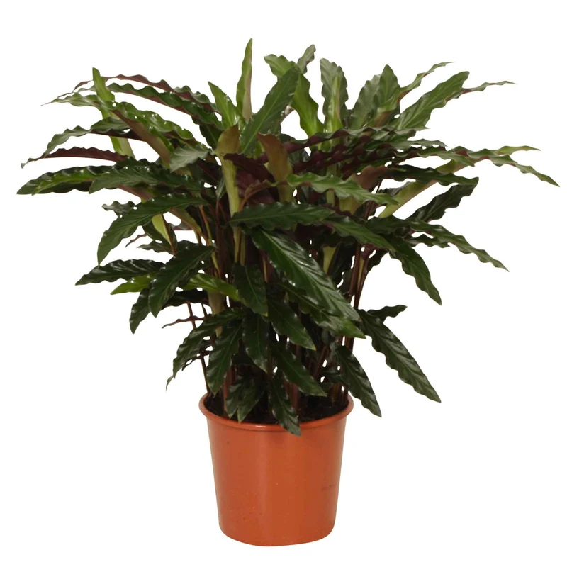 Korbmarante 'Elger Grass'