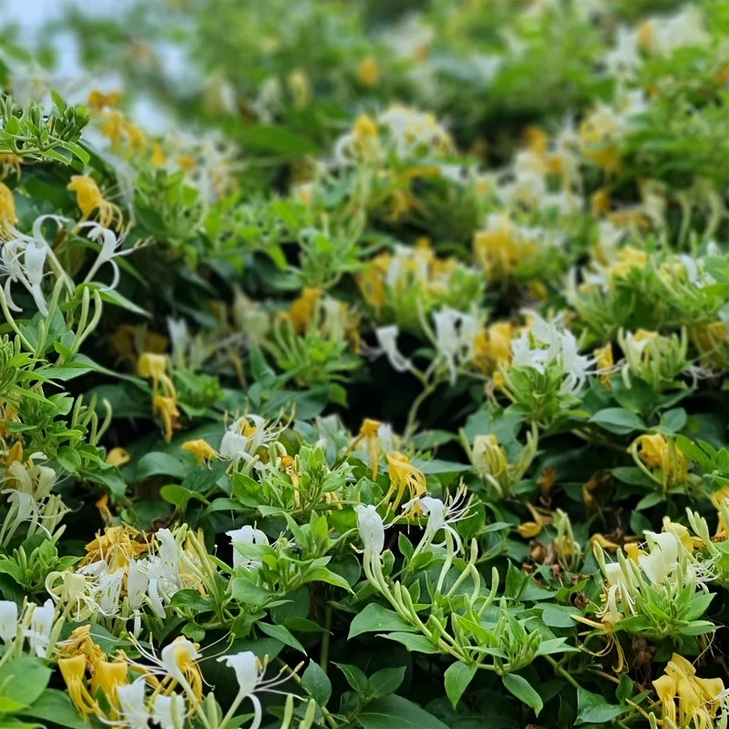 Japanisches Geißblatt ‘Halliana’