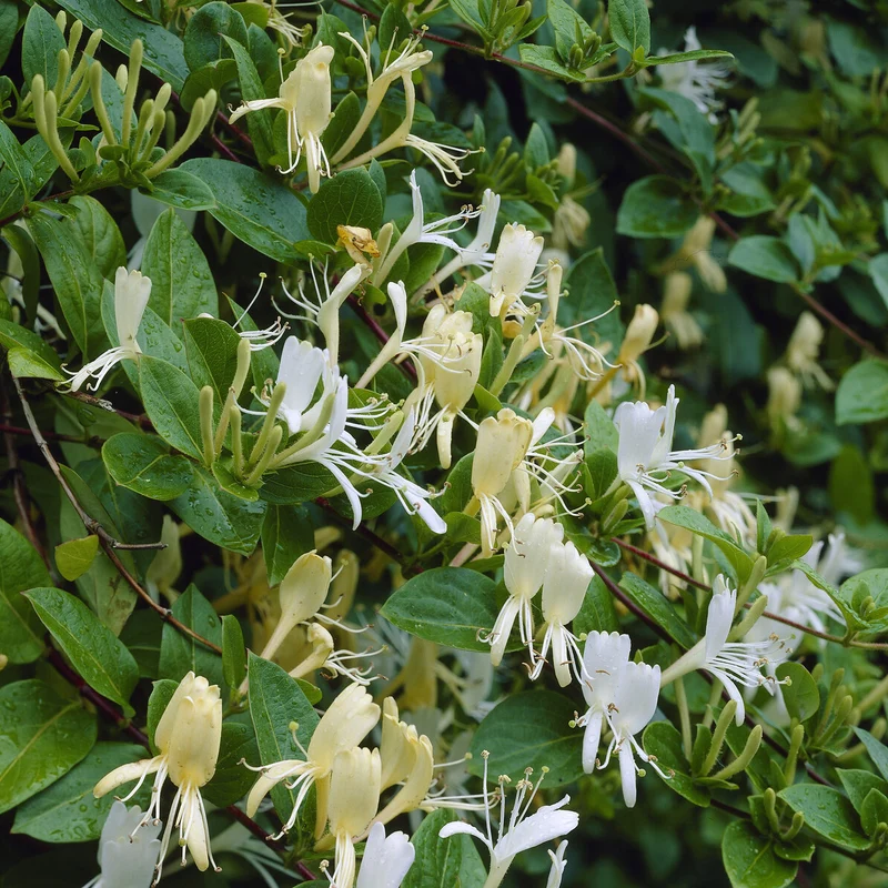 Japanisches Geißblatt ‘Halliana’
