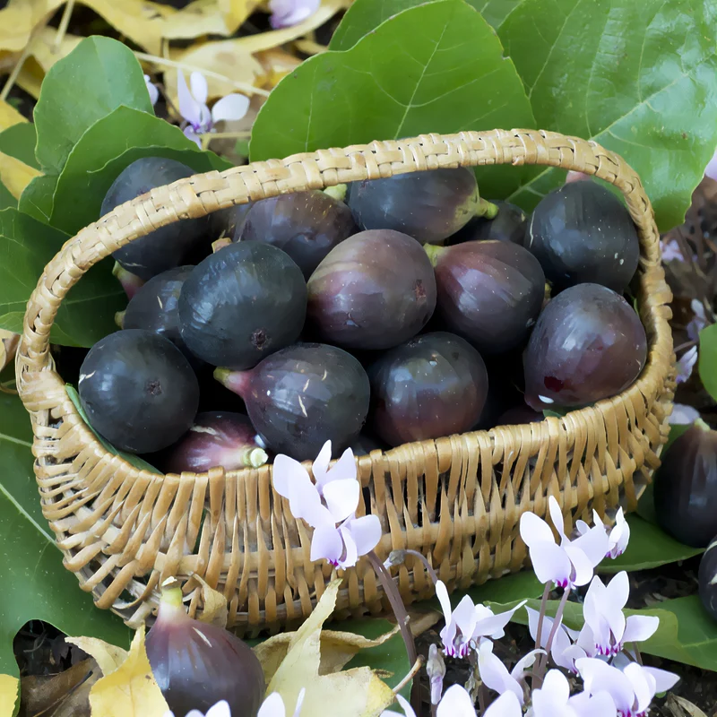 Feige 'Noire de Caromb'