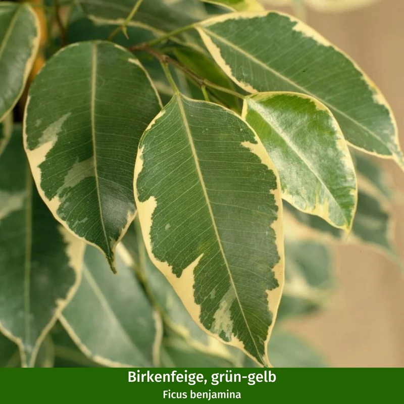Zimmerpflanzen-Set "Dreifarbige Ficus-Kollektion"