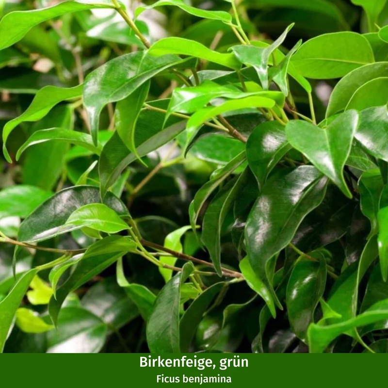 Zimmerpflanzen-Set "Dreifarbige Ficus-Kollektion"