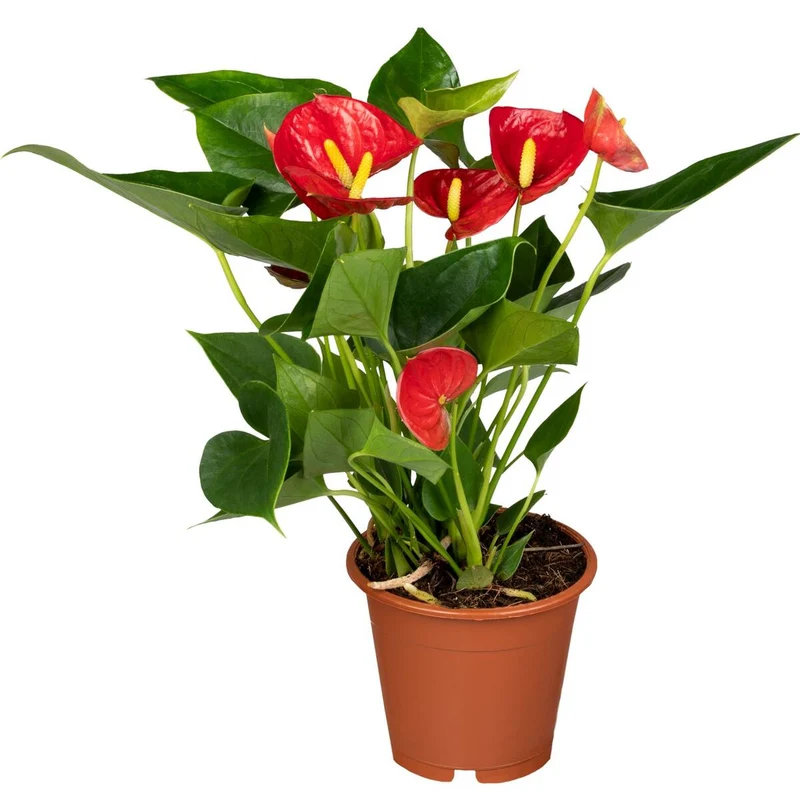Zimmerpflanzen-Set "Blüten aus dem Regenwald"