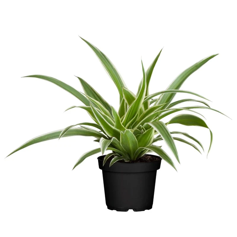 Grünlilie 'Variegatum'