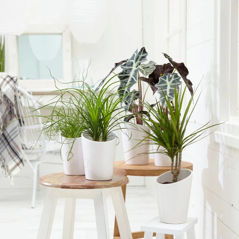 Zimmerpflanzen-Set "Botanical Style"
